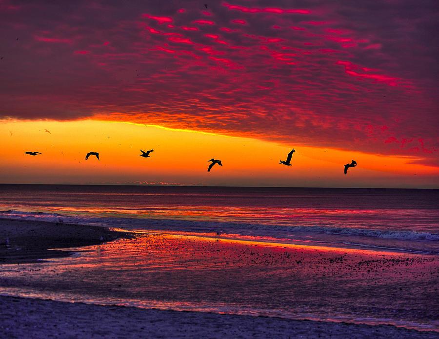 Birds Flying at Sunrise Photograph by Joe Granita
