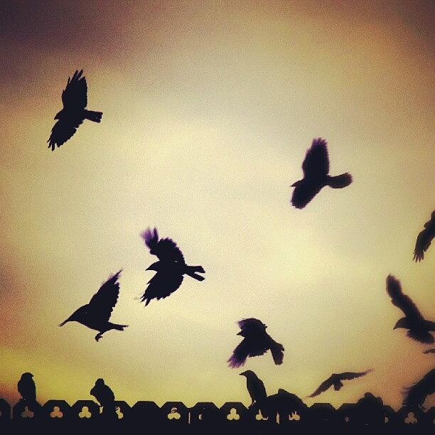Animal Photograph - #birds... #flying #crows #rooks by Linandara Linandara