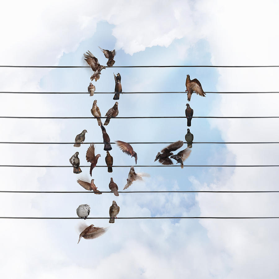 Birds Forming Treble Clef And Quaver Photograph by Gandee Vasan Birds Forming Treble Clef And Quaver Photograph by Gandee Vasan