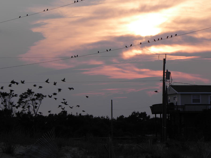 Birds In Flight At Sundown Photograph by Kim Galluzzo