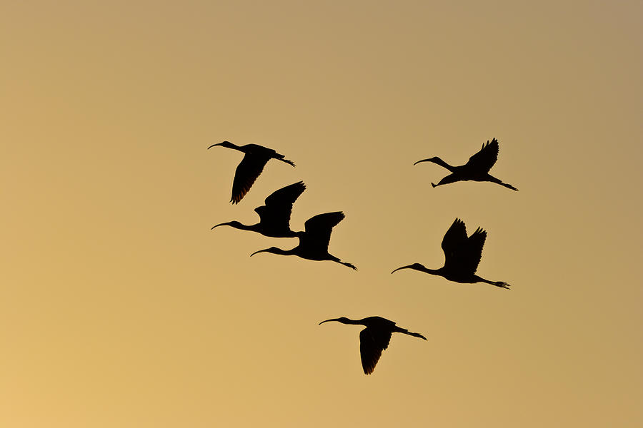 Birds in Flight Photograph by Ed Gleichman