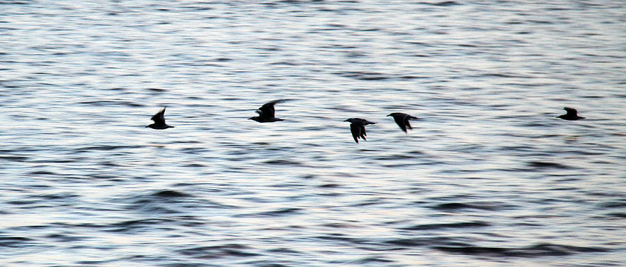 Birds in Flight on Water Photograph by Joe Myeress