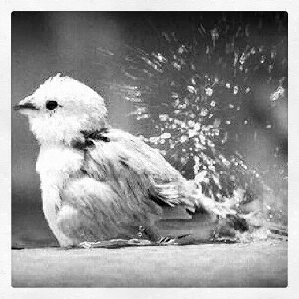 Bird Photograph - Birds Need Baths Too. #bird by Mary Carter