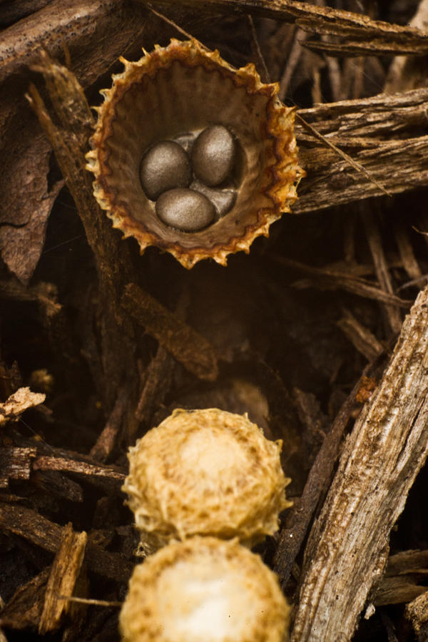 Bird Photograph - Birds Nest Fungi 2 by Douglas Barnett