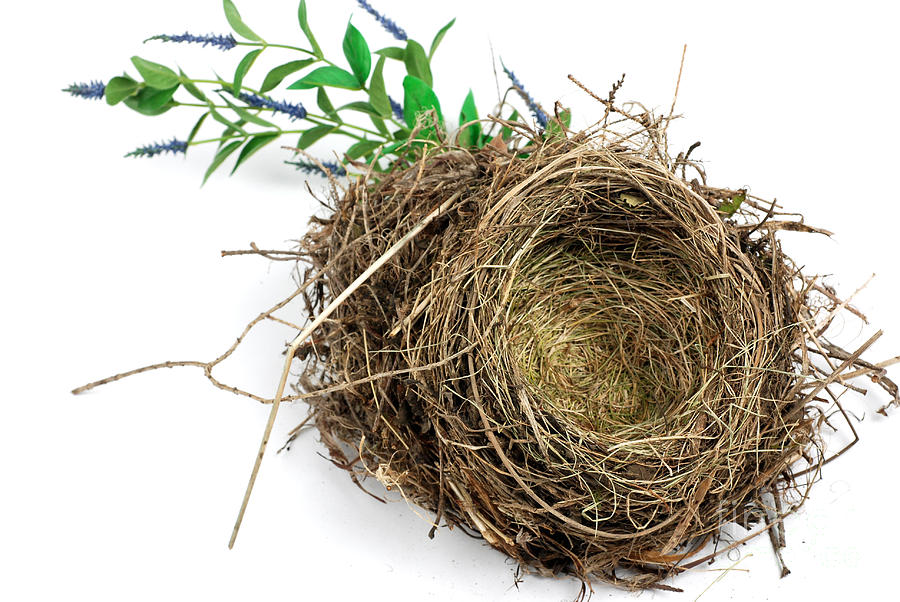 Nature Photograph - Birds Nest by Photo Researchers, Inc.