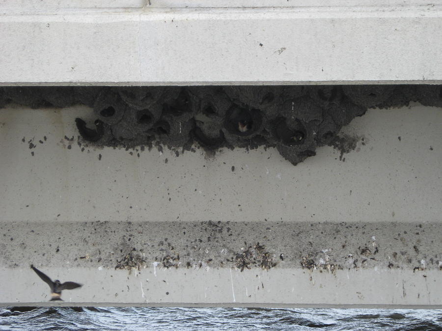 Birds nest under the bridge. Photograph by Sima Amid Wewetzer