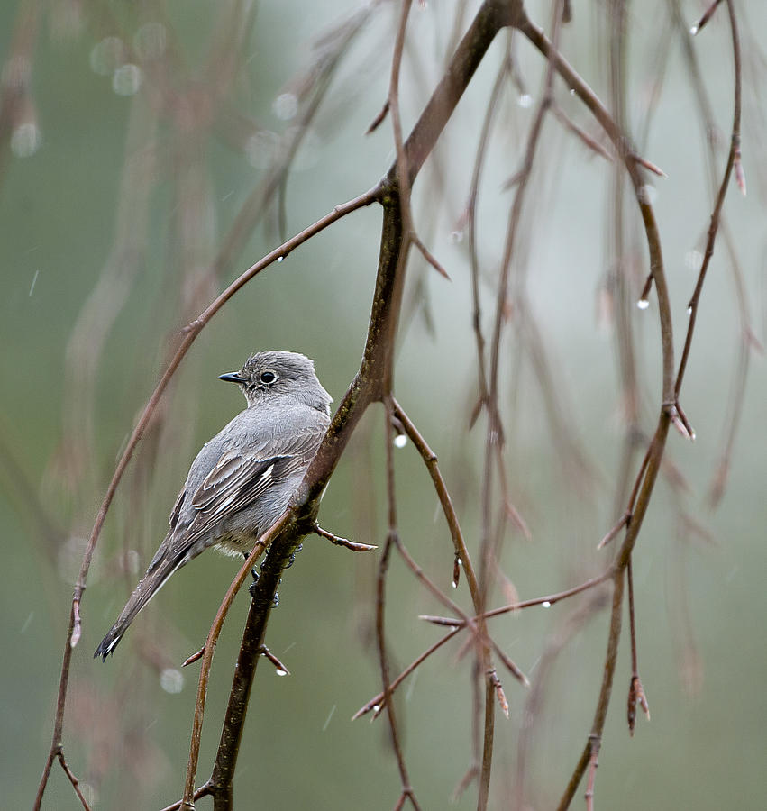 Birds of BC - No. 23 - Townsends Solitaire - Myadestes townsendi Photograph by Paul W Sharpe Aka Wizard of Wonders