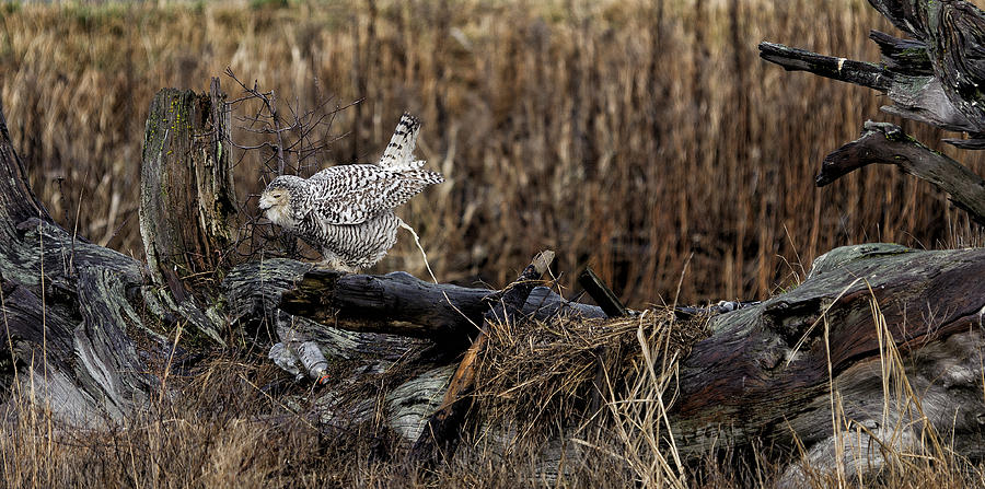 Nature Photograph - Birds of BC - No.13 - Snowy Owl Doo Doo by Paul W Sharpe Aka Wizard of Wonders