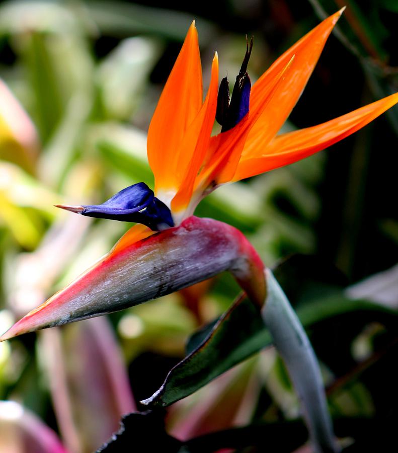 Flower Photograph - Birds of Paradise by Elizabeth  Doran