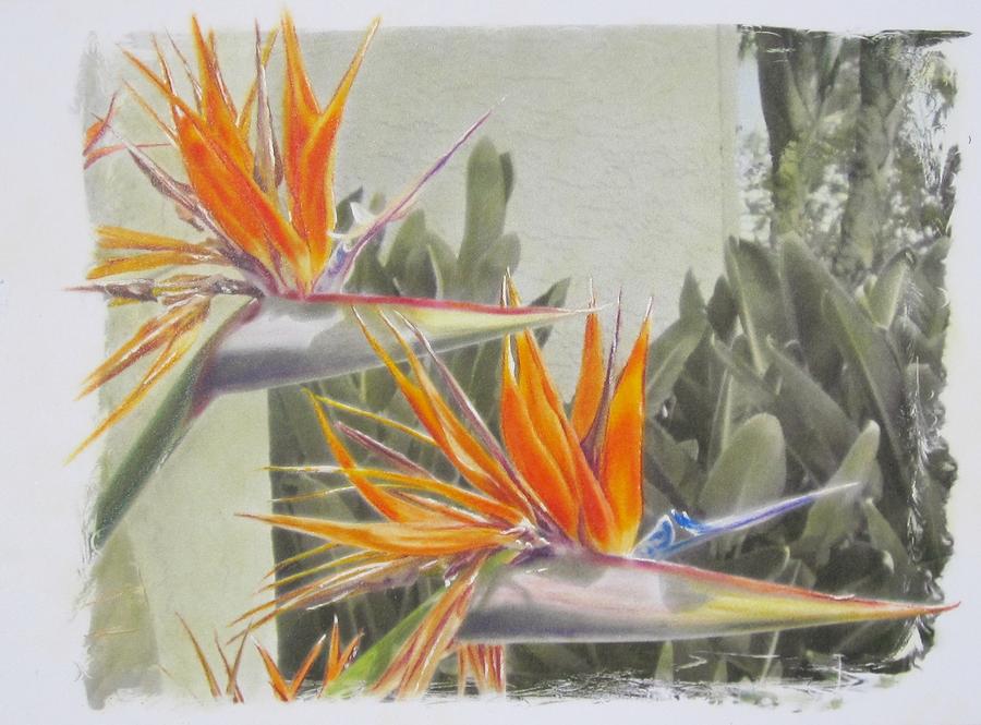Birds of Paradise Photograph by Tess Lee Miller