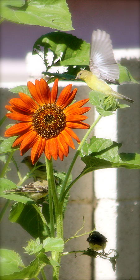 Birds of Sunflower Photograph by Kume Bryant