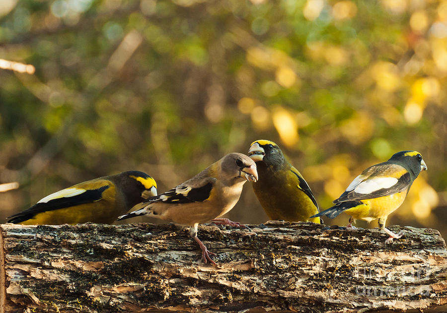 Birds of Yellow Photograph by Cheryl Baxter