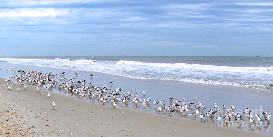 Birds On A Beach Photograph by Carol  Bradley