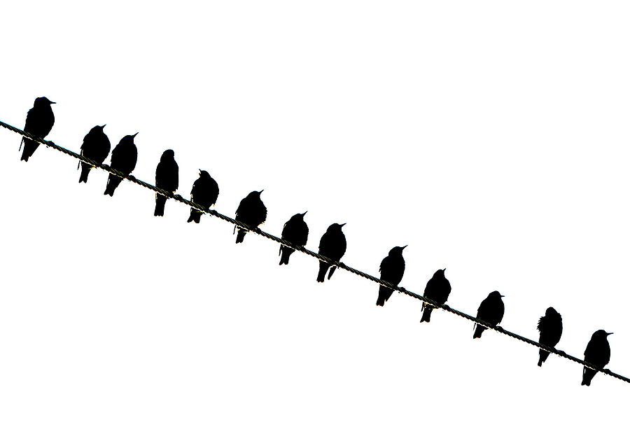 Starlings Photograph - Birds on a Wire 2 by Andrea Kollo