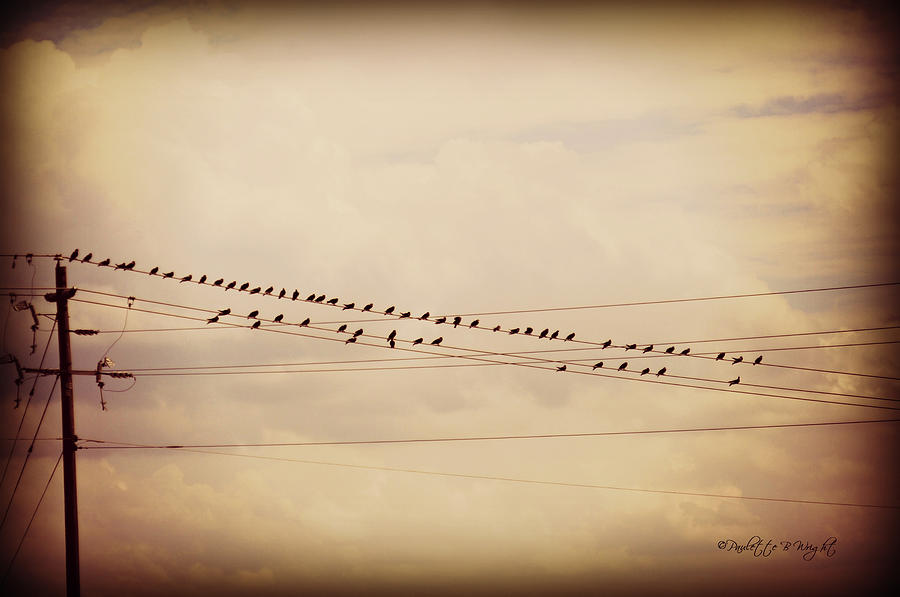Birds On A Wire Dark Tint Photograph by Paulette B Wright