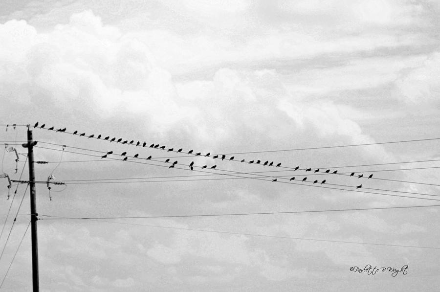 Birds On A Wire Infrared Photograph by Paulette B Wright
