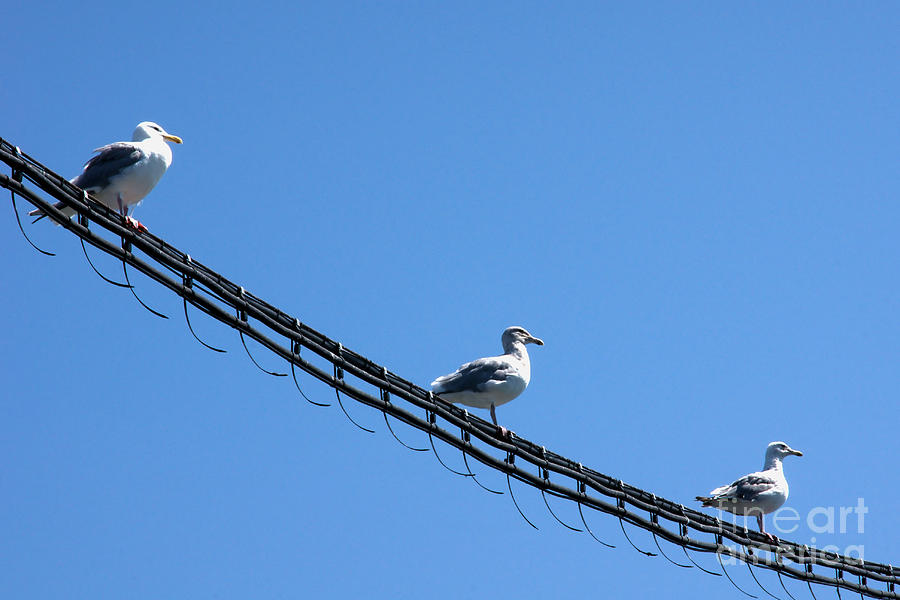 Birds on a Wire Photograph by Michelle Joseph-Long
