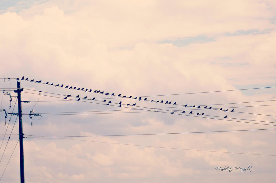 Birds On A Wire Pink and Blue Photograph by Paulette B Wright