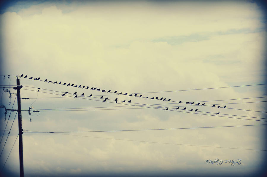 Birds On A Wire Polaroid Photograph by Paulette B Wright