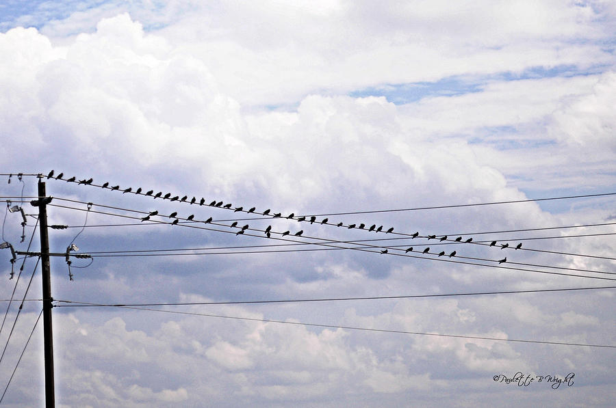 Birds On A Wire Pushed Photograph by Paulette B Wright