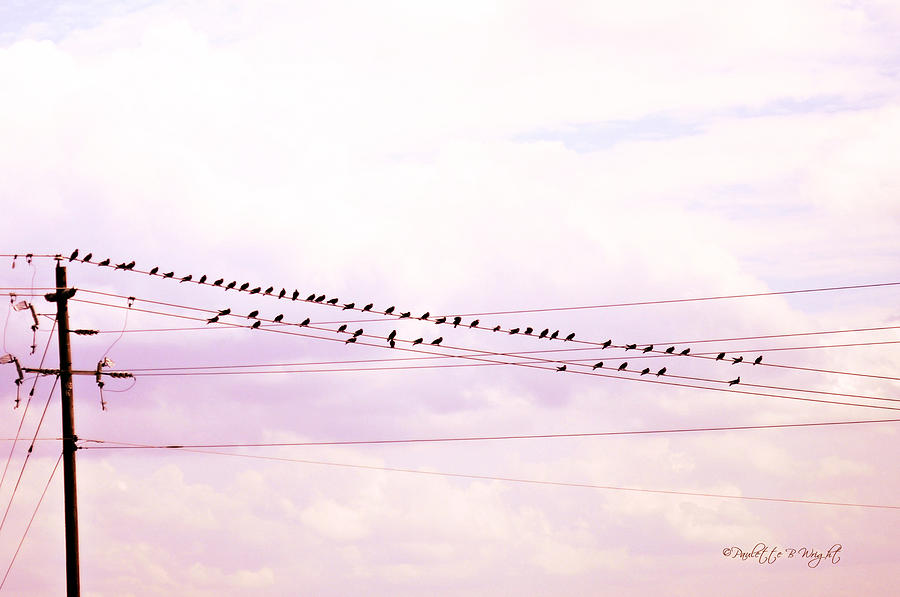 Birds On A Wire Red Tint Photograph by Paulette B Wright