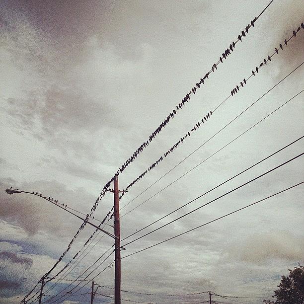 Bird Photograph - #birds On A Wire by Sarah Johanson