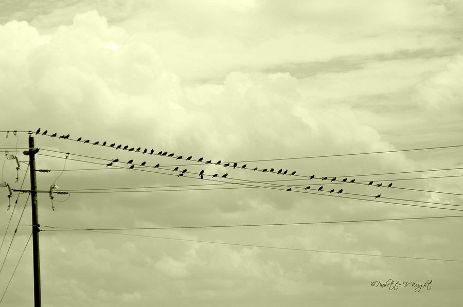 Birds On A Wire Tinted Photograph by Paulette B Wright