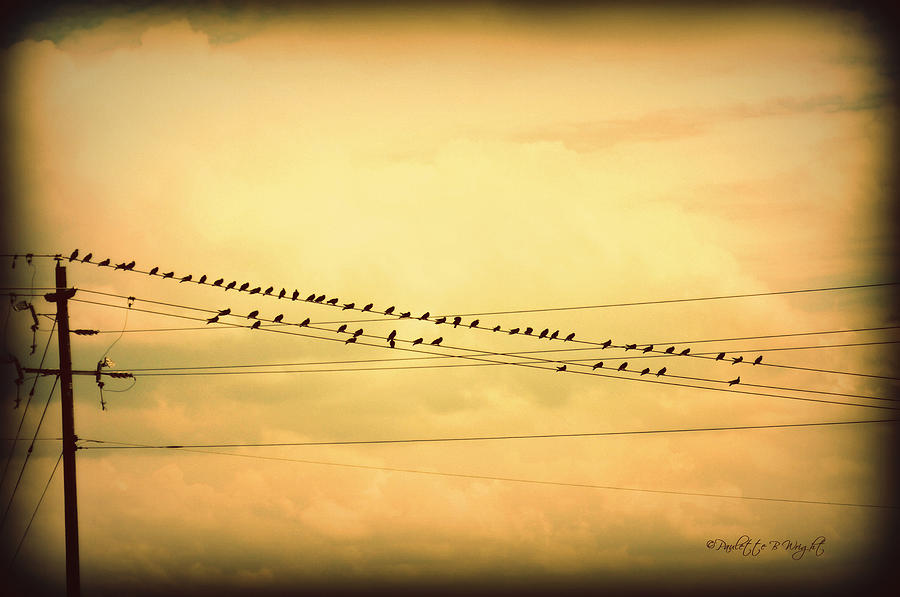 Birds On A Wire Yellow Orange Photograph by Paulette B Wright