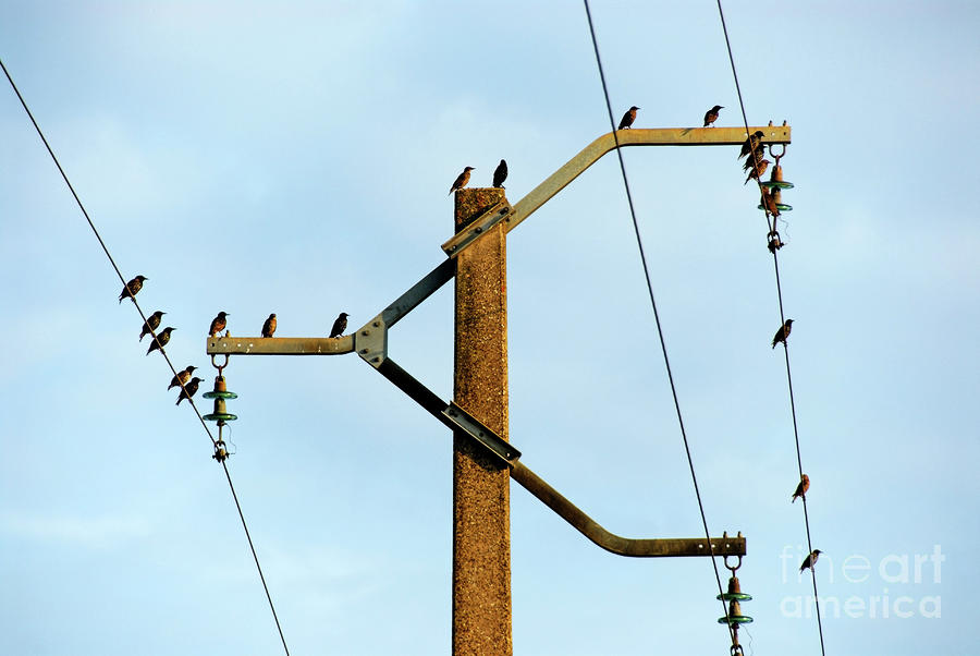 Wildlife Photograph - Birds on power line by Sami Sarkis