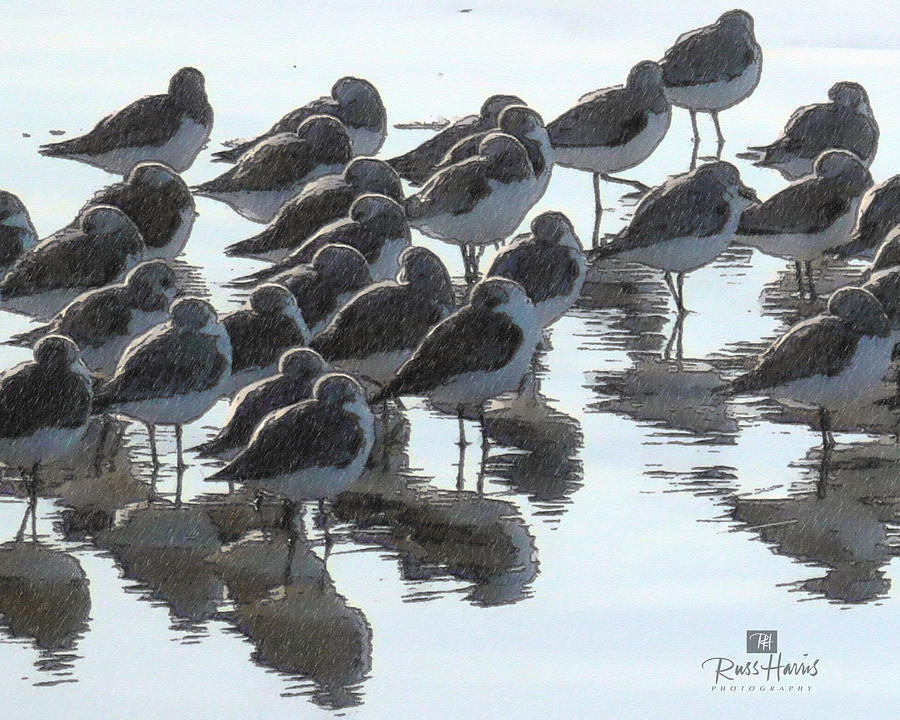 Birds On The Beach Photograph by Russ Harris