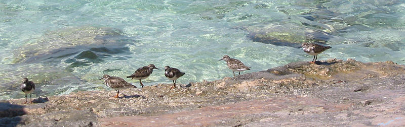 Birds on the Seashore Photograph by Julia Springer