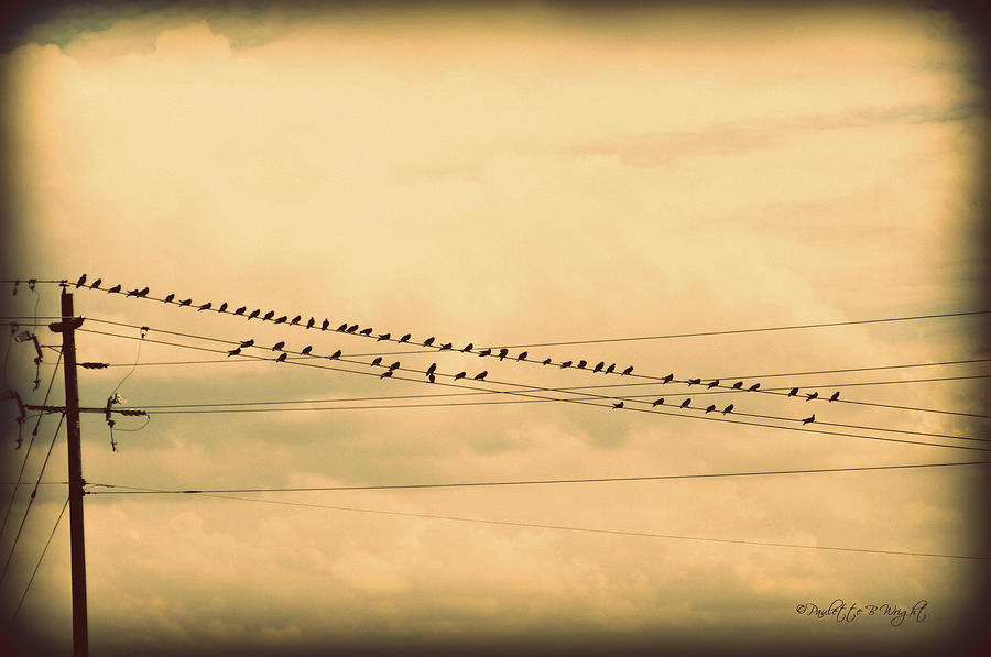 Birds on Wires Back In Time Photograph by Paulette B Wright