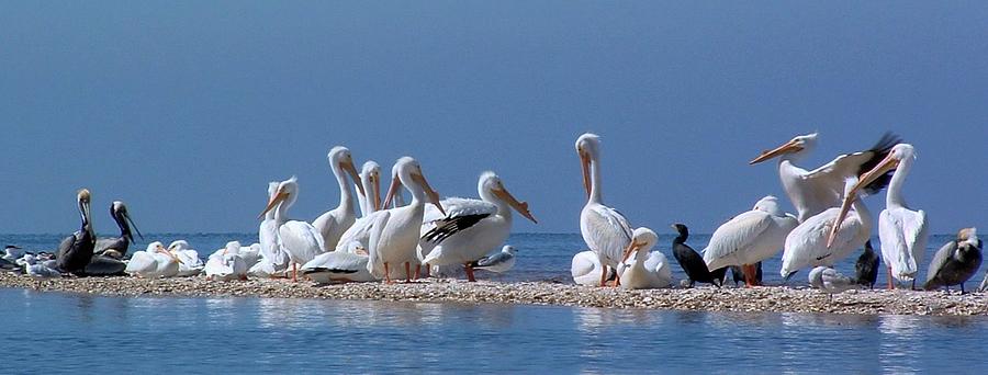 BIRDS Pelicans of Cedar Key Photograph by William OBrien