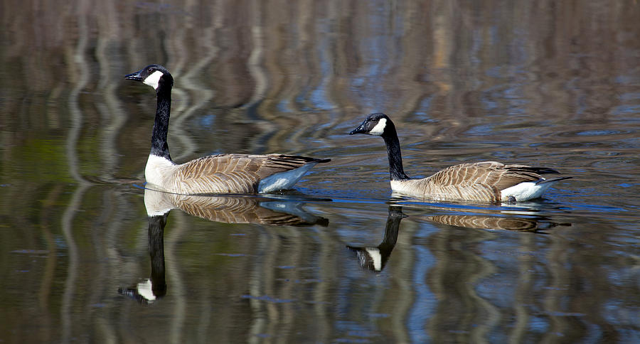 Birds Photograph by Richard Lee - Fine Art America