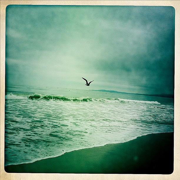 Nature Photograph - #birds #seabirds #beach #coastline #sea by Todd Kelley