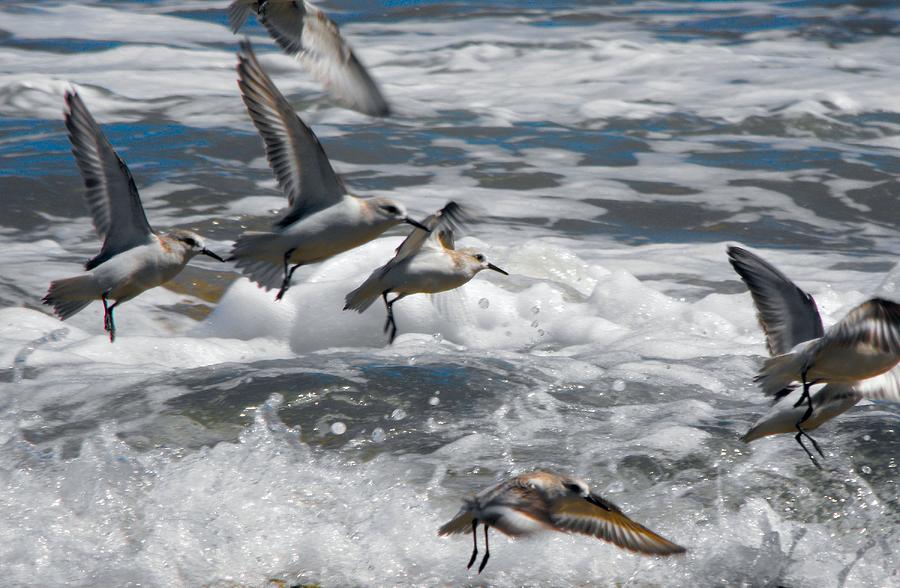 BIRDS Shore Birds escape the waves Photograph by William OBrien