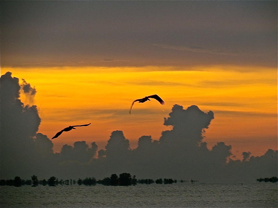 Birds Silhouette over Smokey Yellow Sky Photograph by Debra Haworth ...