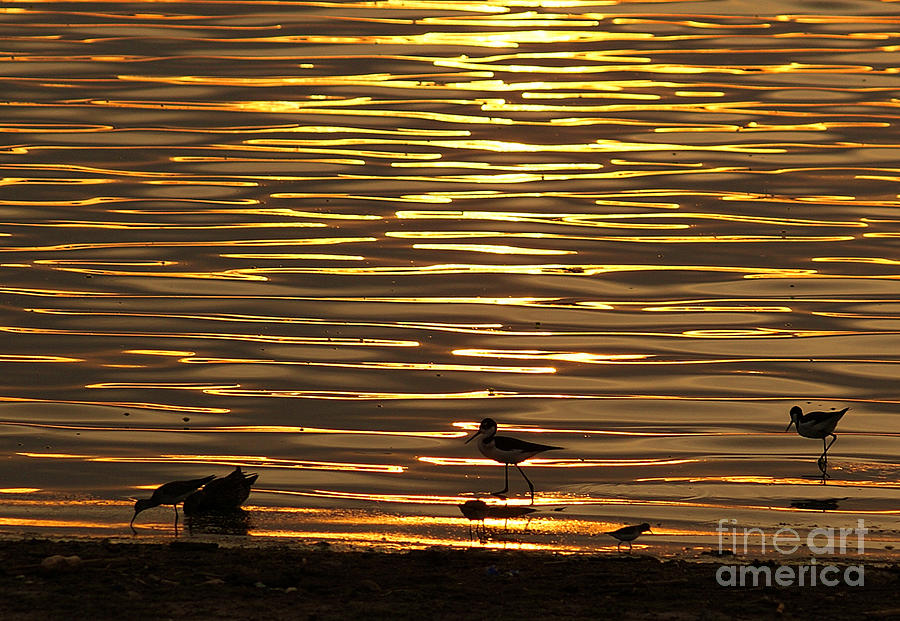 Bird Photograph - Birds Walking In Gold Water Waves by John  Kolenberg