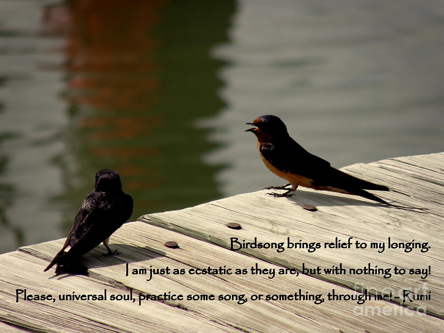 Birdsong Photograph by Lainie Wrightson