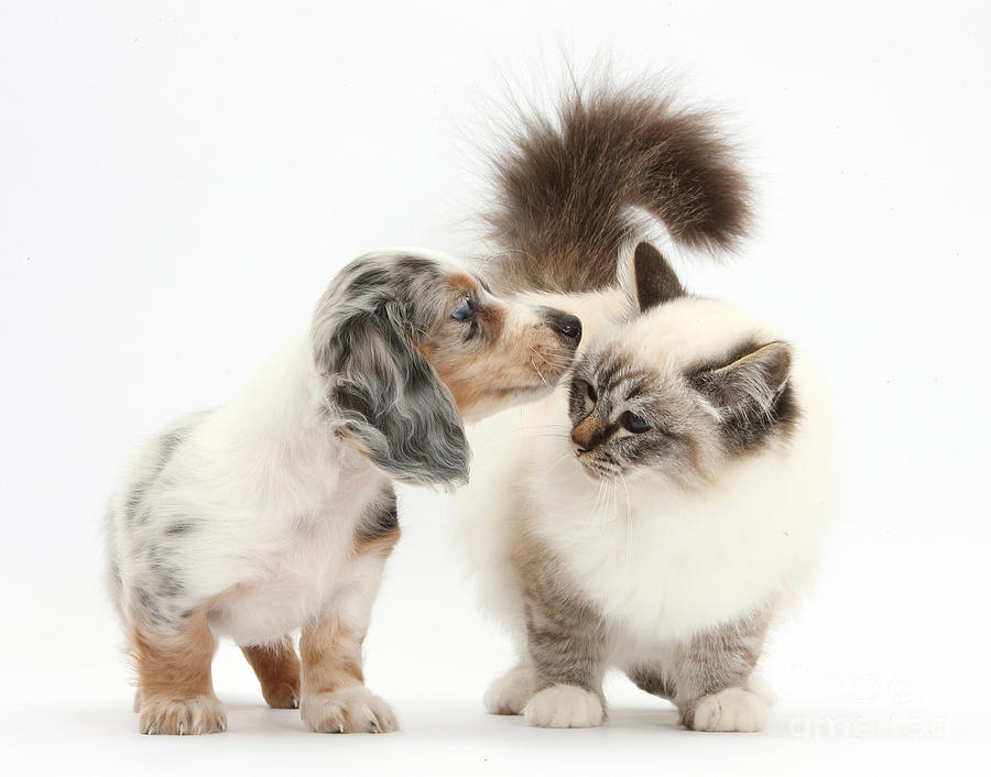 Birman Cat And Dachshund Pup Photograph by Mark Taylor
