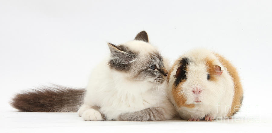 Birman Cat And Guinea Pig Photograph by Mark Taylor