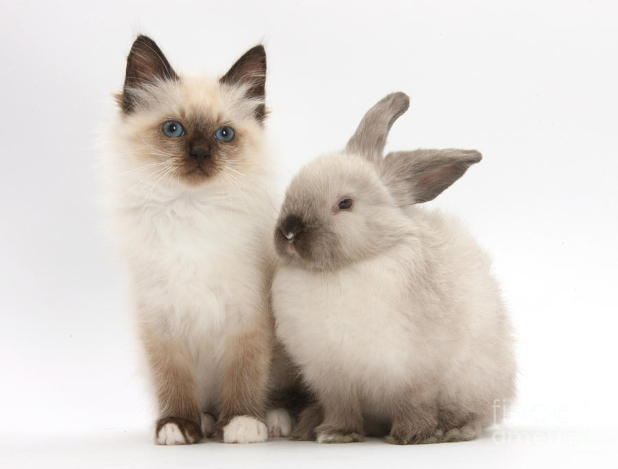 Birman-cross Kitten And Young Photograph by Mark Taylor
