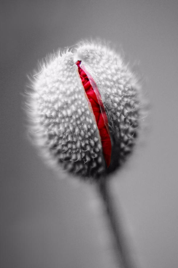 Birth Of A Poppy Photograph by Tracie Schiebel