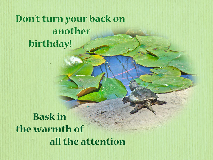 Birthday Card - Baby Snapping Turtle Photograph by Carol Senske