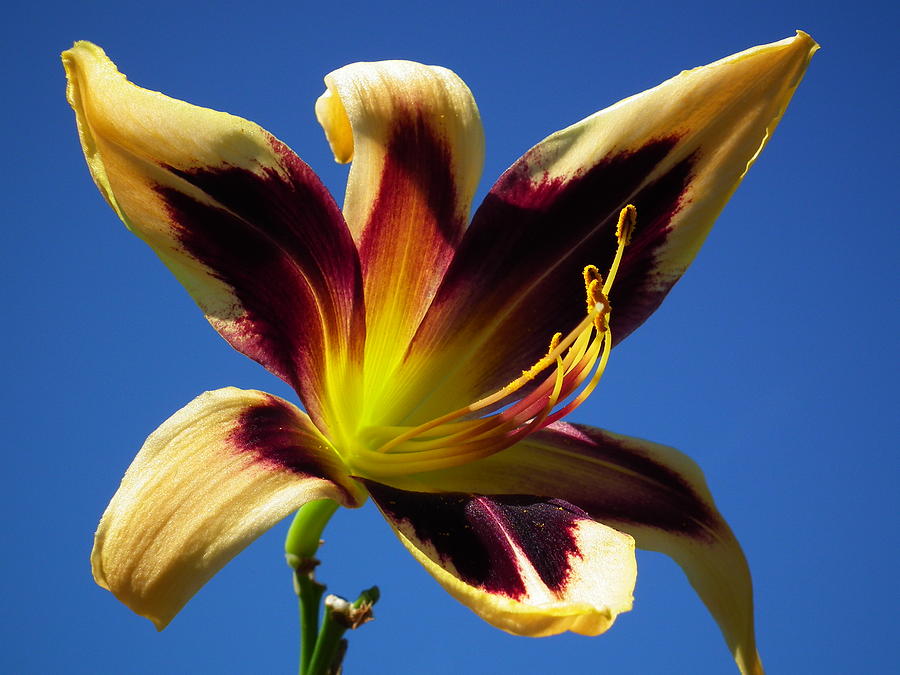 Lily Photograph - Birthday Lily by Linda Koester