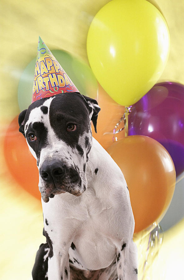 Birthday Party For Great Dane Dog Photograph by Gabe Palmer