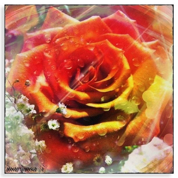 Nature Photograph - Birthday Rose by Mari Posa