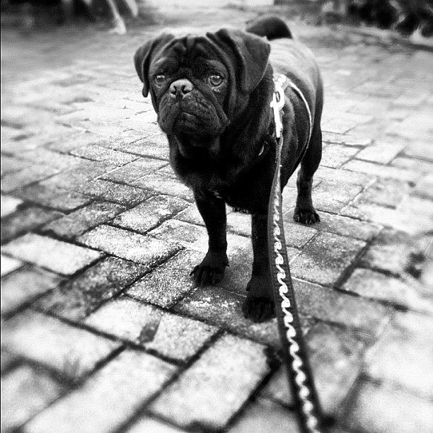 Pug Photograph - Biscuit Takes Me On A Walk. #pug by Jayme Rutherford