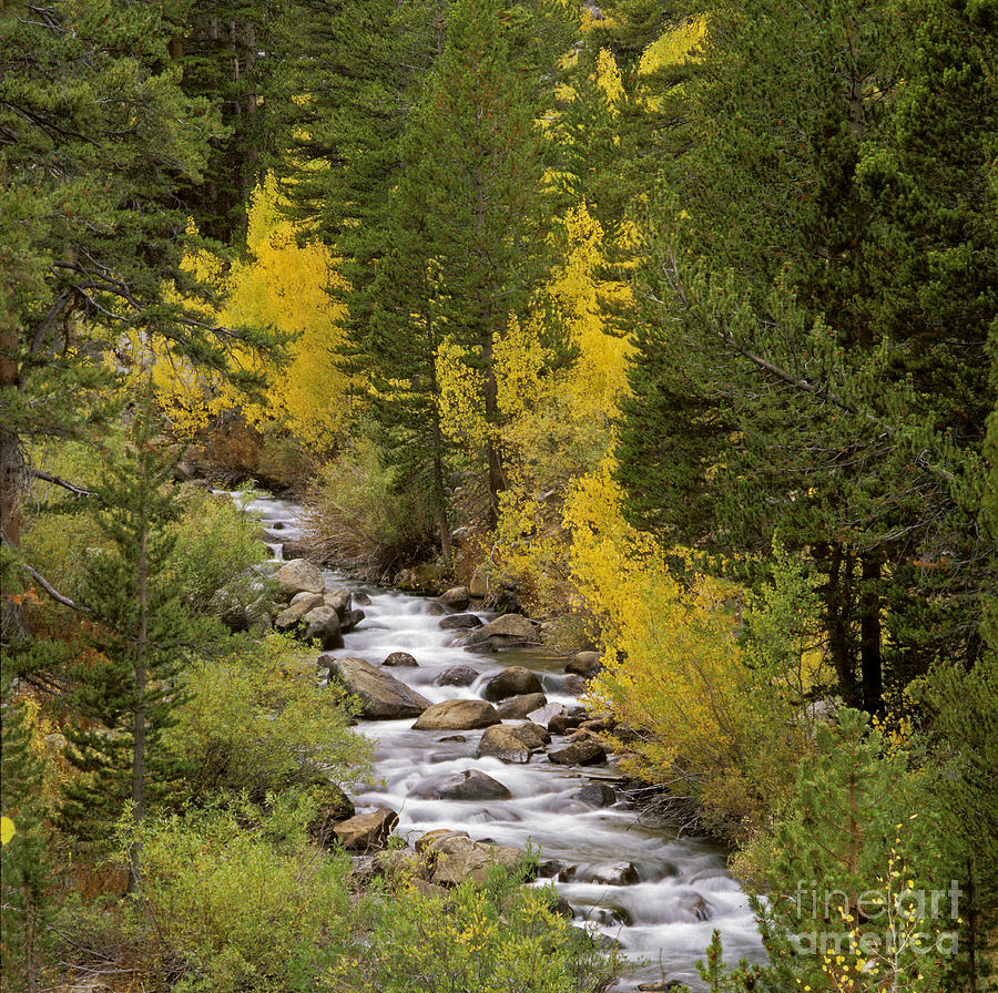 Bishop Creek - Eastern Sierra Photograph by Craig Lovell