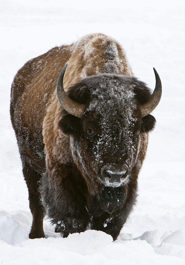 Bison 1 Photograph by Eva Jo Wu - Fine Art America